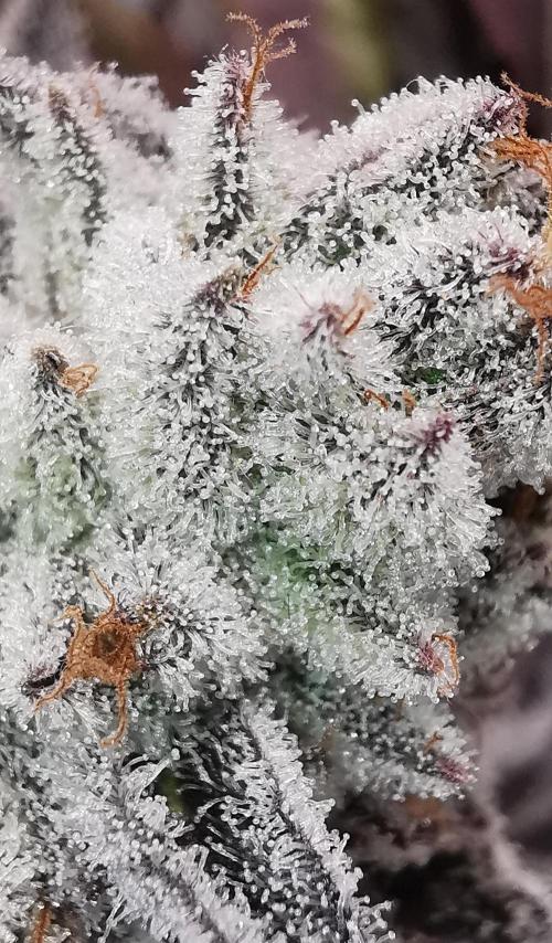 Strainhunting in homemade living soil. Week 10 - CandyLand V2S1 [🌺 Day 65]