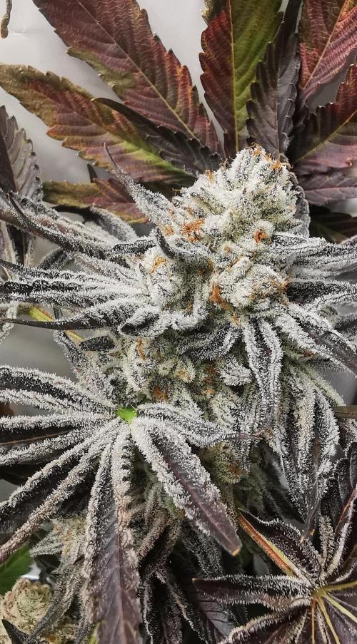 Strainhunting in homemade living soil. Week 10 - CandyLand V2S1 [🌺 Day 65]