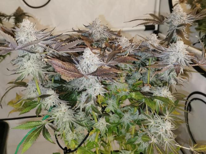 Strainhunting in homemade living soil. Week 10 - CandyLand V2S1 [🌺 Day 65]
