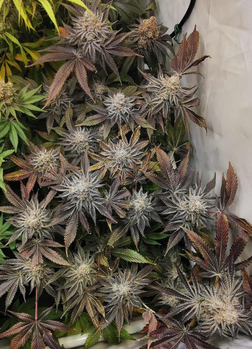 Strainhunting in homemade living soil. Week 10 - CandyLand V2S1 [🌺 Day 65]