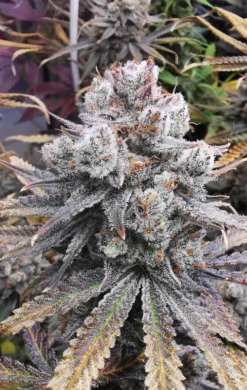 Strainhunting in homemade living soil. Week 10 - Rainpop x Zero Gravity [🌺 Day 65]
