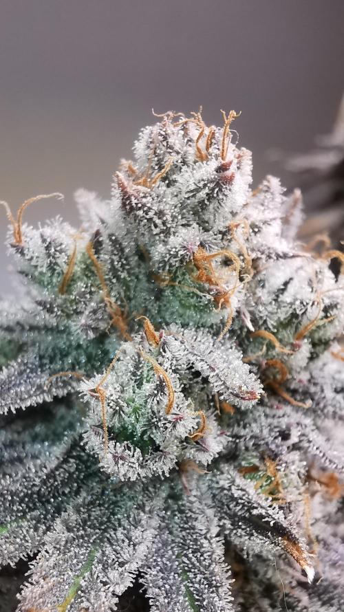 Strainhunting in homemade living soil. Week 10 - Rainpop x Zero Gravity [🌺 Day 65]