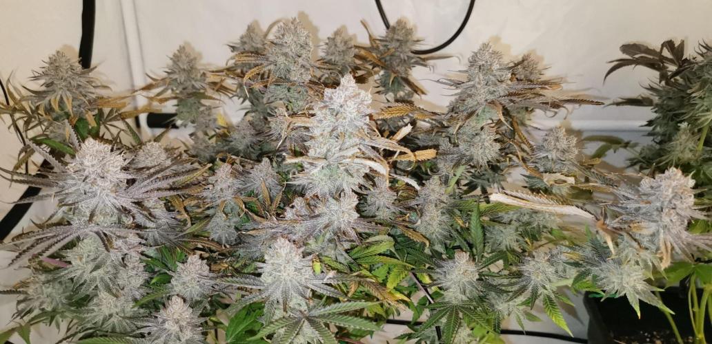Strainhunting in homemade living soil. Week 10 - Rainpop x Zero Gravity [🌺 Day 65]
