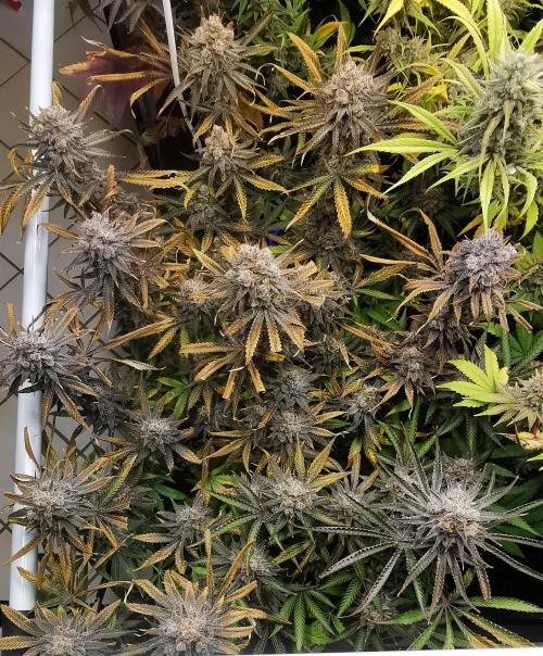 Strainhunting in homemade living soil. Week 10 - Rainpop x Zero Gravity [🌺 Day 65]