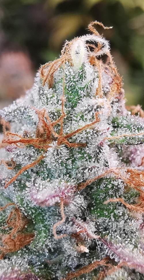 Strainhunting in homemade living soil. Week 10 - Blue Mango Smoothie  [🌺 Day 65]