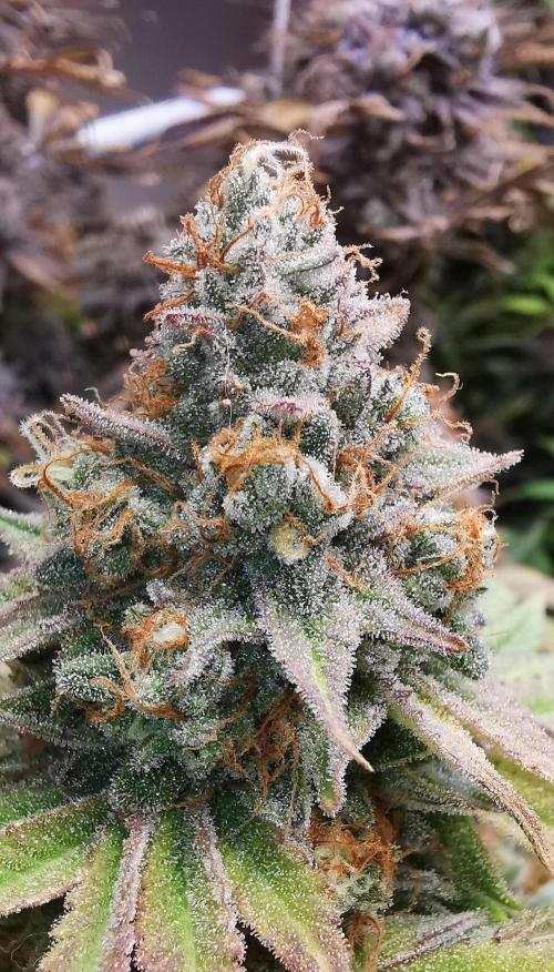Strainhunting in homemade living soil. Week 10 - Blue Mango Smoothie  [🌺 Day 65]