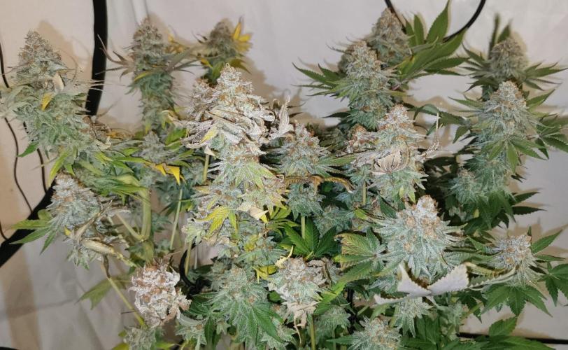 Strainhunting in homemade living soil. Week 10 - Blue Mango Smoothie  [🌺 Day 65]