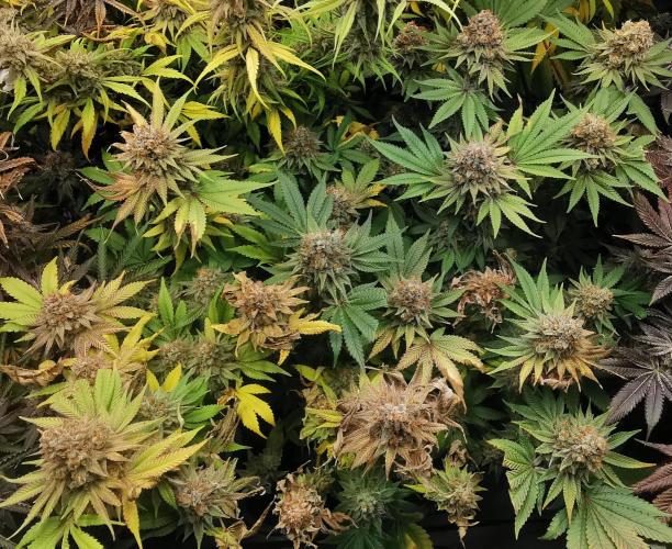 Strainhunting in homemade living soil. Week 10 - Blue Mango Smoothie  [🌺 Day 65]