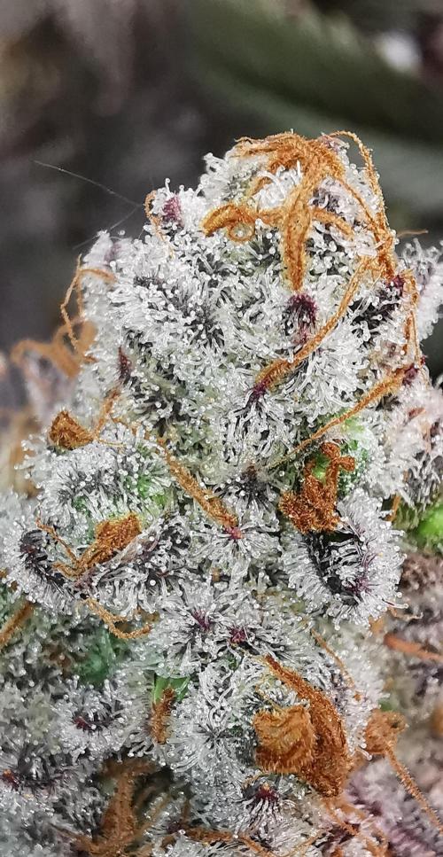 Strainhunting in homemade living soil. Week 10 - Amaretto Mintz S1 [🌺 Day 65] Harvest