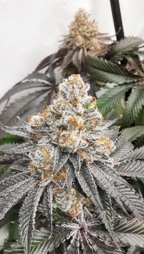 Strainhunting in homemade living soil. Week 10 - Amaretto Mintz S1 [🌺 Day 65] Harvest