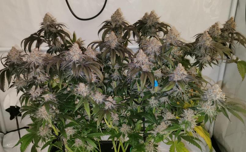 Strainhunting in homemade living soil. Week 10 - Amaretto Mintz S1 [🌺 Day 65] Harvest
