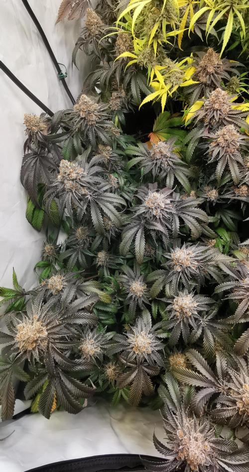 Strainhunting in homemade living soil. Week 10 - Amaretto Mintz S1 [🌺 Day 65] Harvest