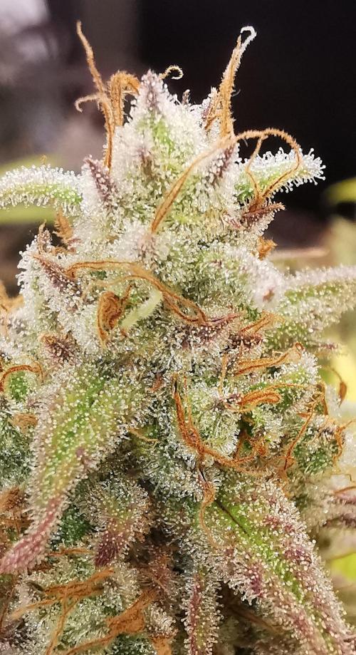 Strainhunting in homemade living soil. Week 11 - Northern Lights Blue CBD [🌺 Day 65]