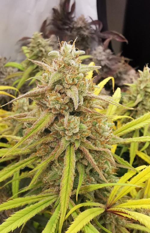 Strainhunting in homemade living soil. Week 11 - Northern Lights Blue CBD [🌺 Day 65]