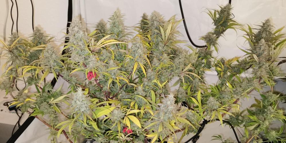 Strainhunting in homemade living soil. Week 11 - Northern Lights Blue CBD [🌺 Day 65]