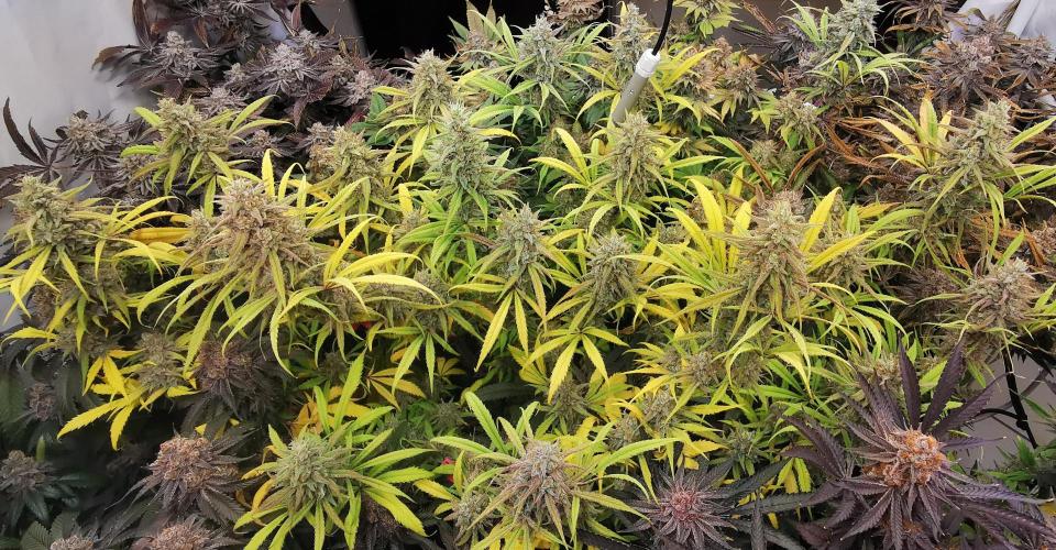 Strainhunting in homemade living soil. Week 11 - Northern Lights Blue CBD [🌺 Day 65]