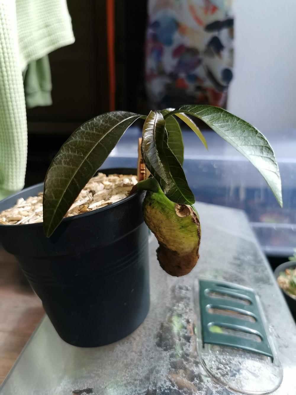 Dr. Underground Melon Gum grow journal by Lerome GrowDiaries