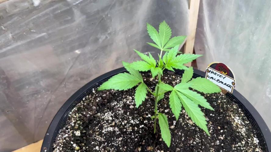 Night Owl Summer Camp