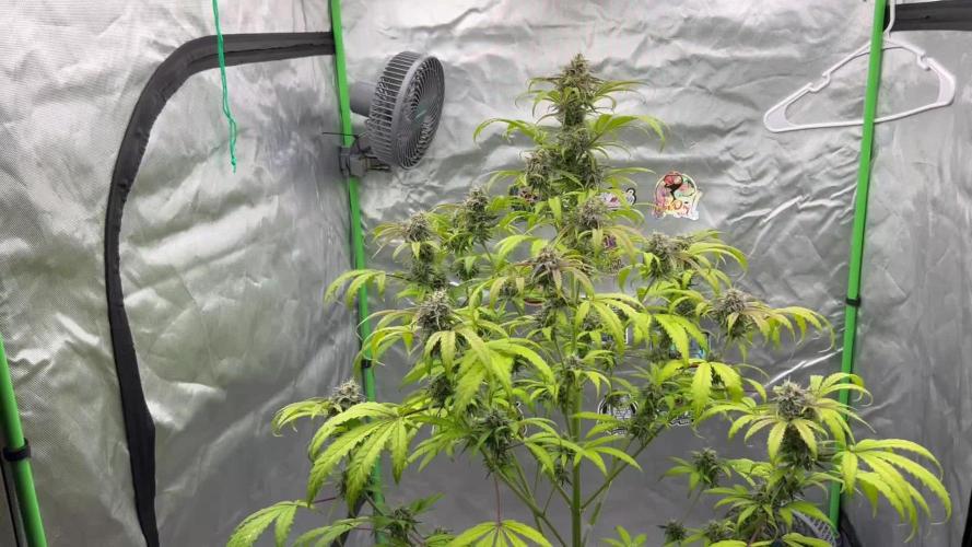 Night Owl Summer Camp