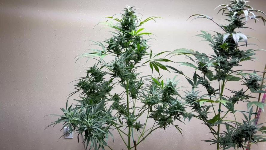 Night Owl Summer Camp