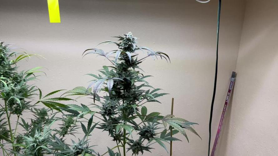 Night Owl Summer Camp