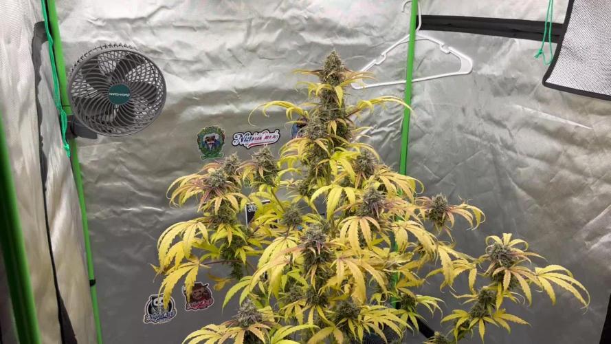 Night Owl Summer Camp