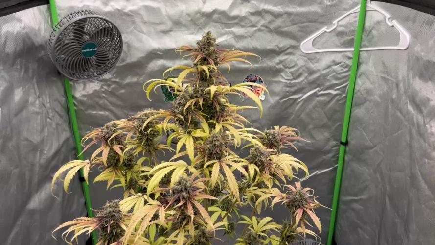 Night Owl Summer Camp