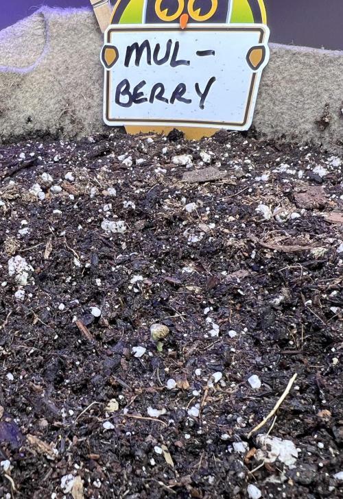 All in the Berries. Week 0 - November 16
Mulberry 
Day 1