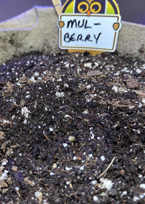 All in the Berries. Week 0 - Mulberry 
Day 1