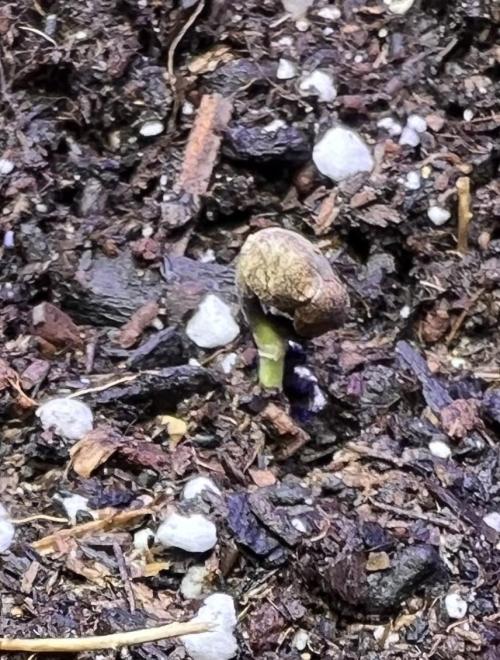 All in the Berries. Week 0 - Mulberry 
Day 1