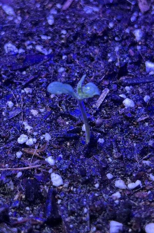 All in the Berries. Week 0 - Mulberry 
Day 2