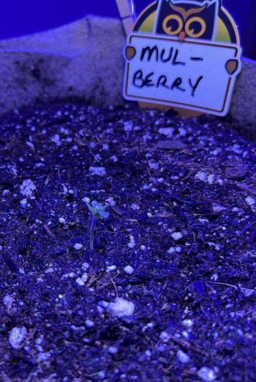 All in the Berries. Week 0 - Mulberry 
Day 2