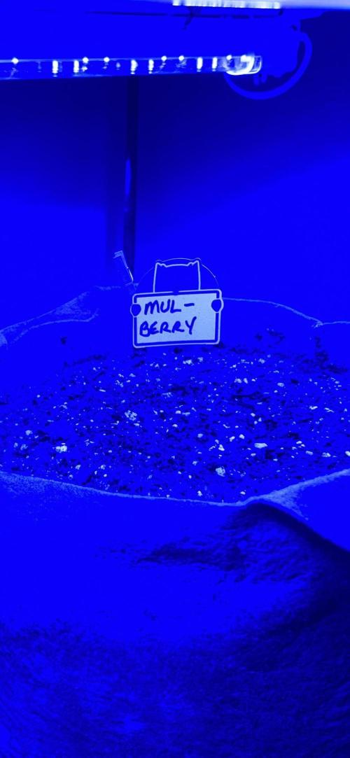 All in the Berries. Week 0 - Mulberry under blue spectrum seedling light