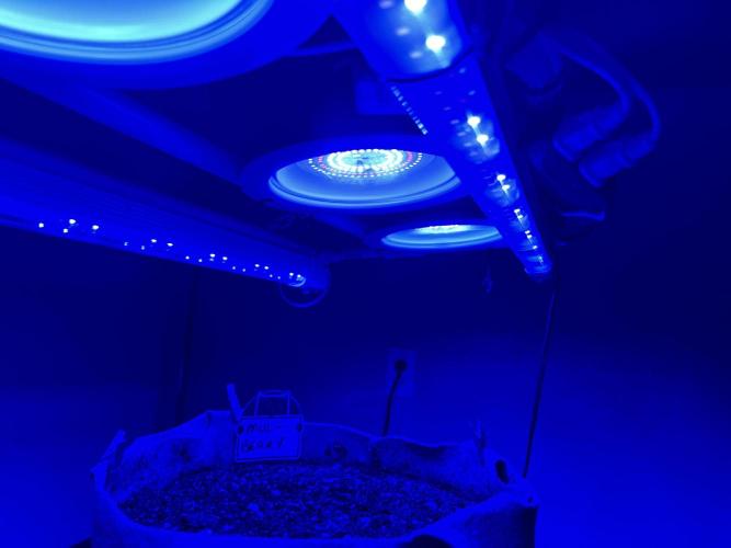 All in the Berries. Week 0 - Lights set on blue spectrum for seedlings 