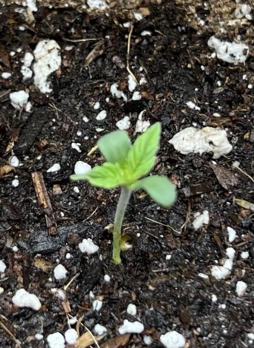 All in the Berries. Week 0 - Day 3