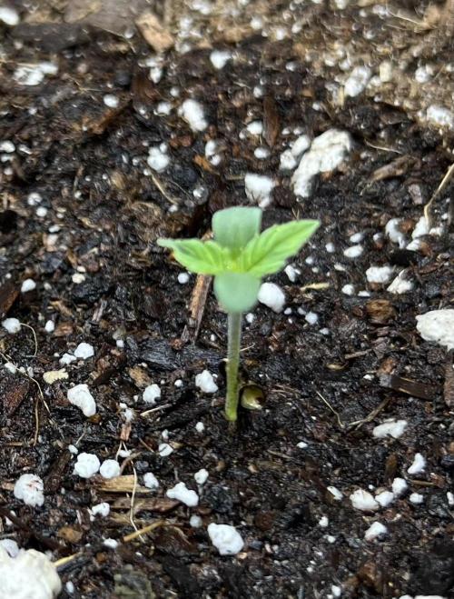 All in the Berries. Week 0