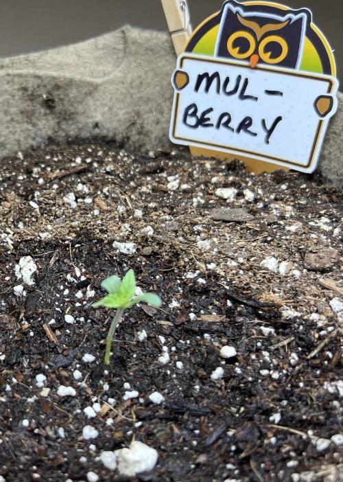 All in the Berries. Week 0