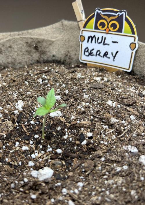 All in the Berries. Week 0 - Day 4