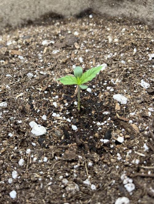 All in the Berries. Week 0 - Day 4