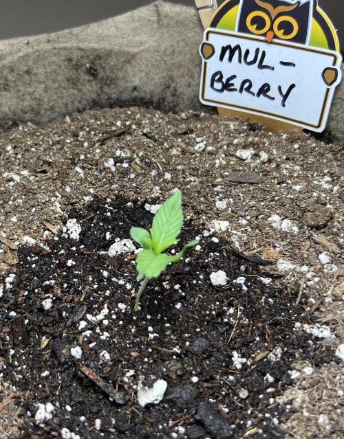 All in the Berries. Week 0 -  Day 5
All is well. 