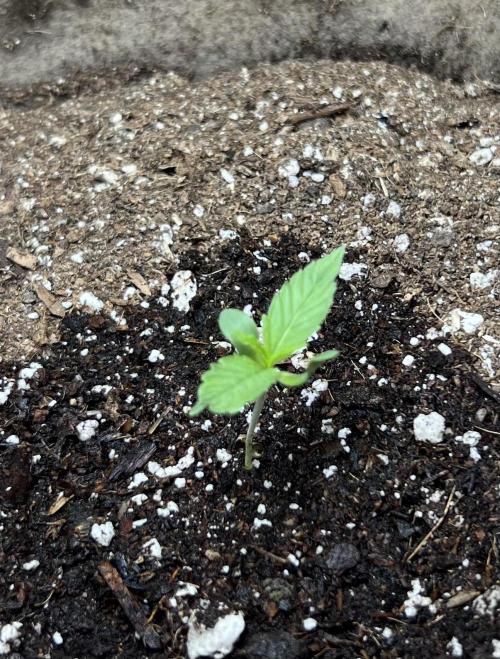 All in the Berries. Week 0 - Day 5