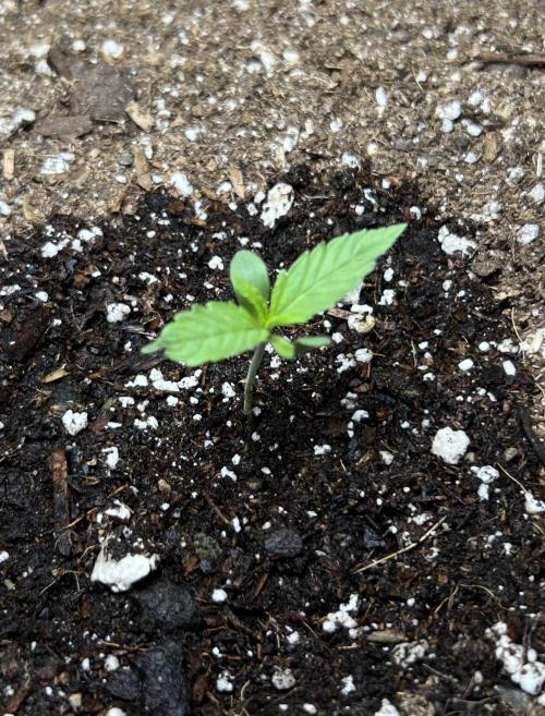 All in the Berries. Week 0 - Day 5