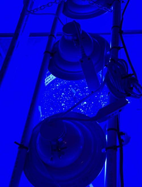 All in the Berries. Week 0 - Day 6
Loving the blue light 