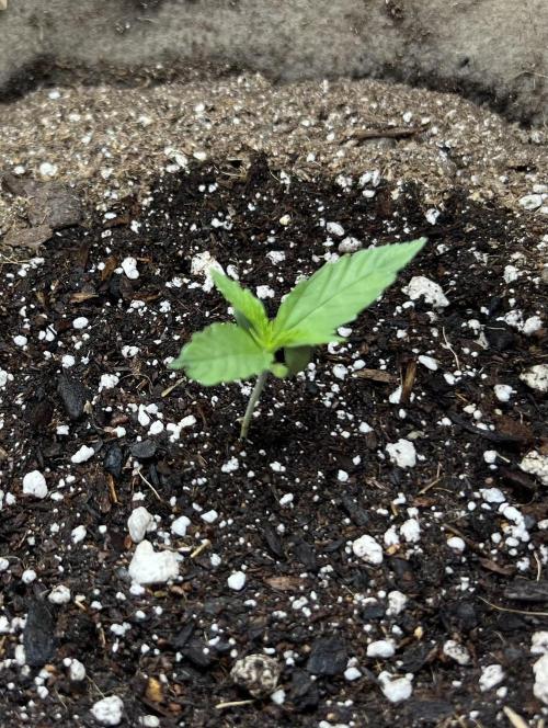 All in the Berries. Week 0 - Day 6
Second set of true leaves almost formed 