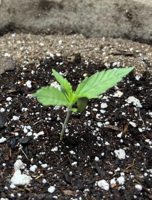 All in the Berries. Week 0 - Day 6