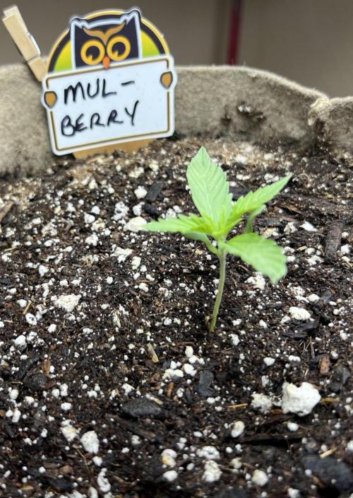 All in the Berries. Week 1 - Mulberry 
Day 7
End of week 1