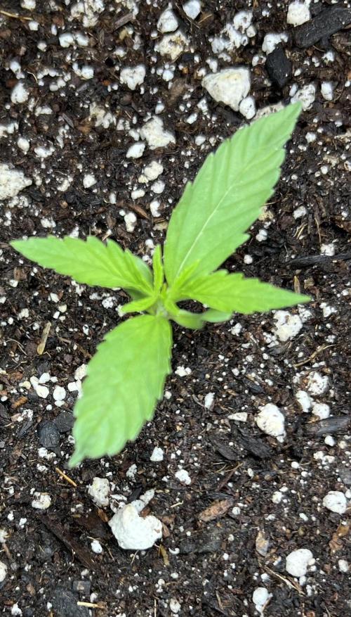 All in the Berries. Week 1 - Day 7 second set of leaves almost fully formed. 