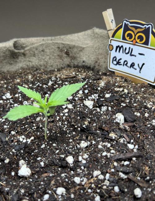 All in the Berries. Week 1 - Day 7 and she is 2 inches tall 