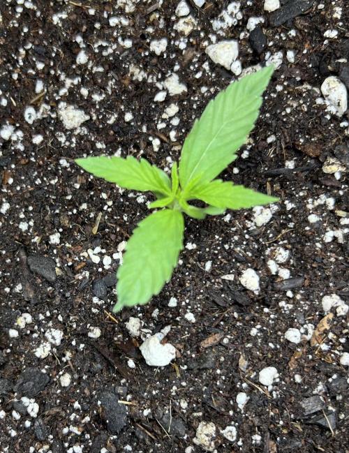 All in the Berries. Week 1