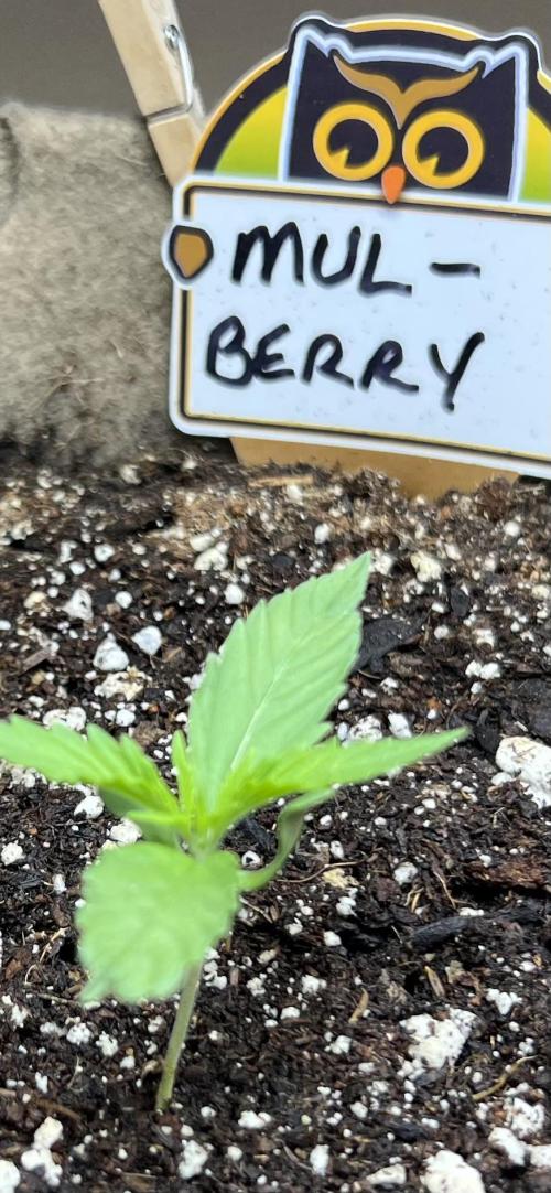 All in the Berries. Week 1